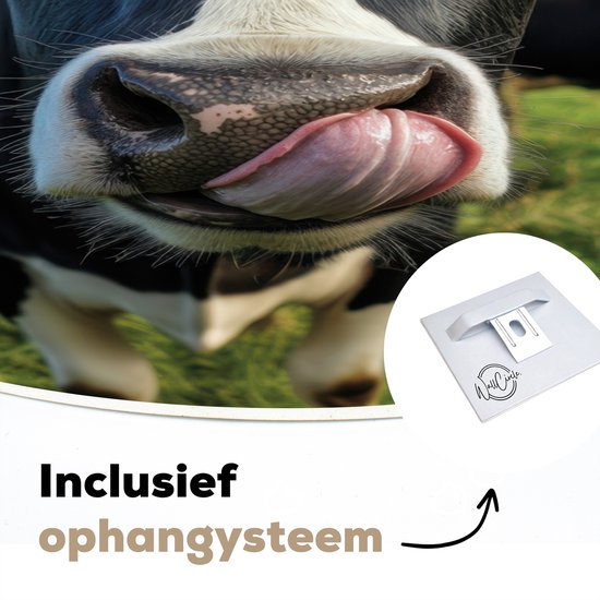 Gedetailleerde close-up van de snuit van een Holstein koe die haar tong uitsteekt, inclusief ophangsysteem.