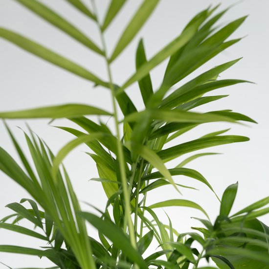Luchtzuiverende kamerplanten - Set van 5 - Hoogte 25-40cm - ⌀12cm | Leen Bakker Luchtzuiverende kamerplanten - Set van 5 - Hoogte 25-40cm - ⌀12cm | Leen Bakker