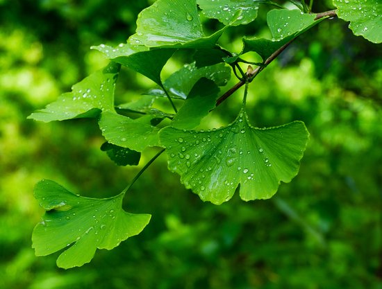 Verse, groene ginkgo bladeren met waterdruppels eraan, bungelend aan een tak.