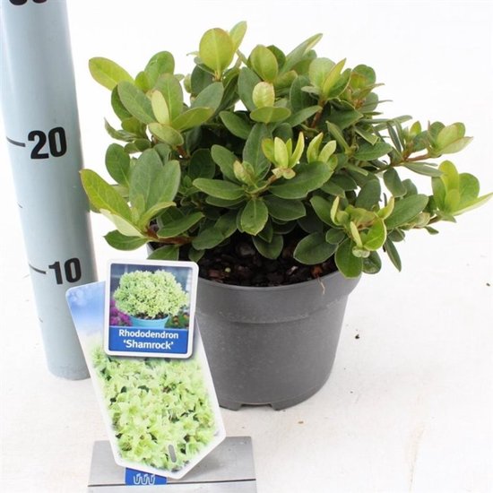 Plants Online - Tuinplanten - Heesters - Set van 1 - Rhododendron ...