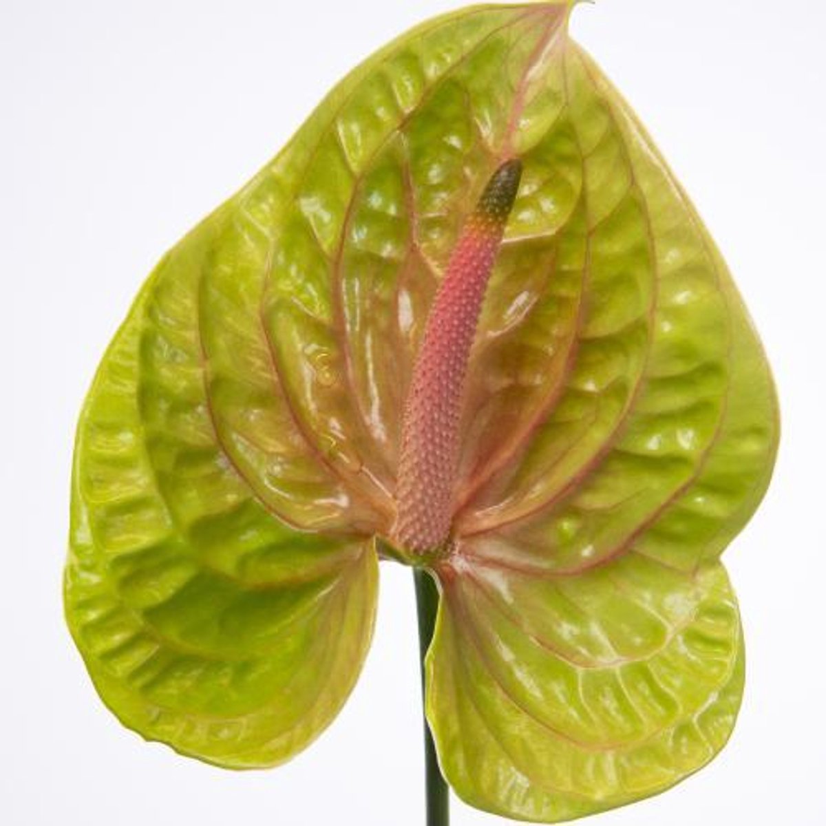 12x Anthurium pistache 10cm