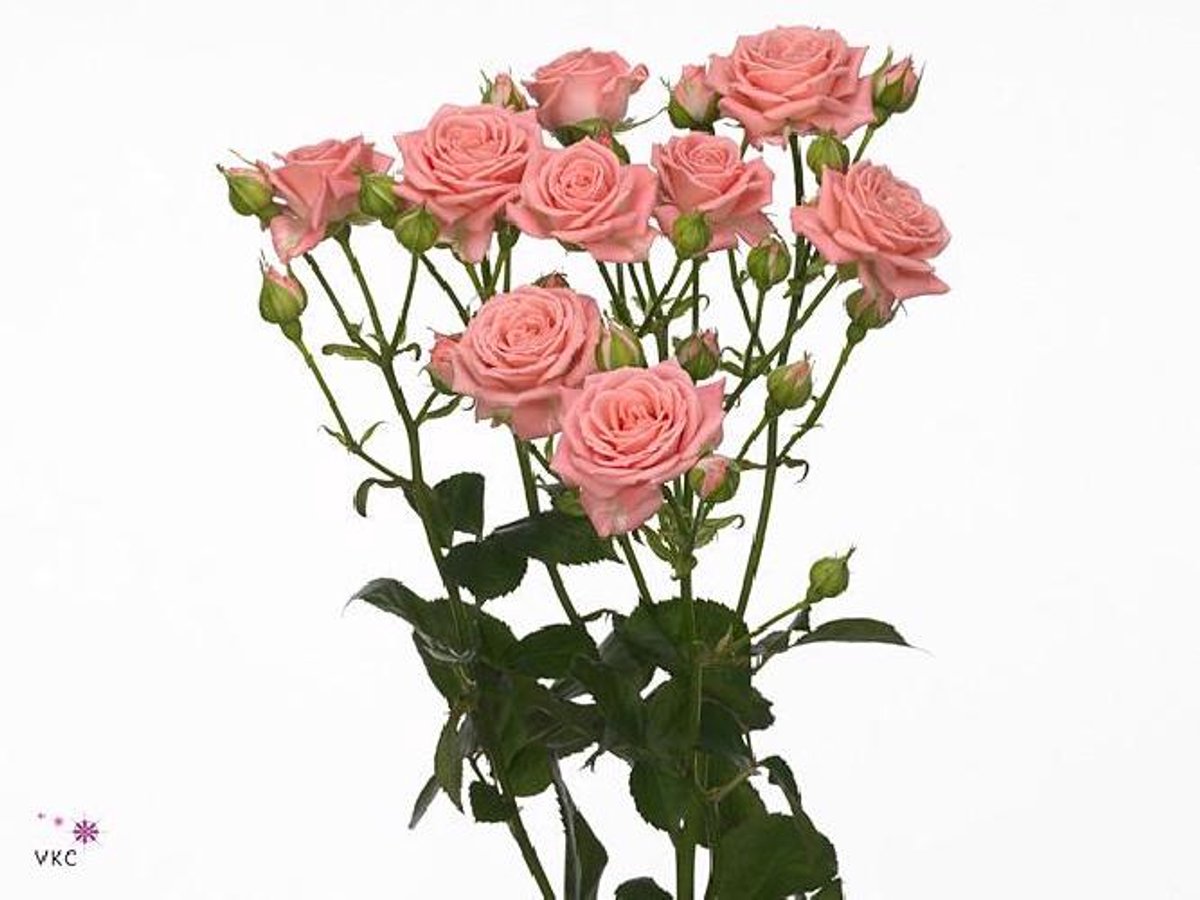 10x Rosa - roze 50cm