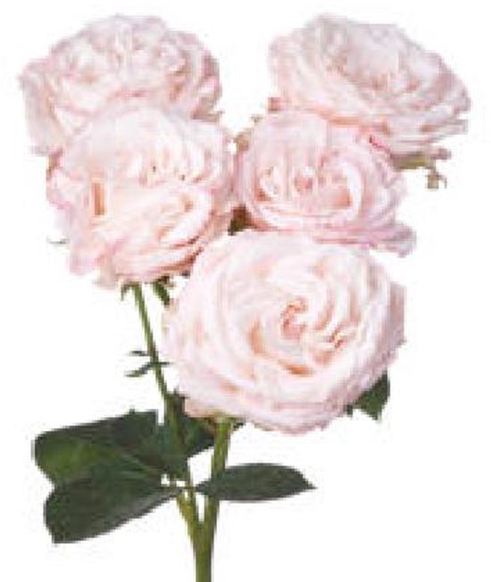 10x Rosa bombastic 50cm | bol