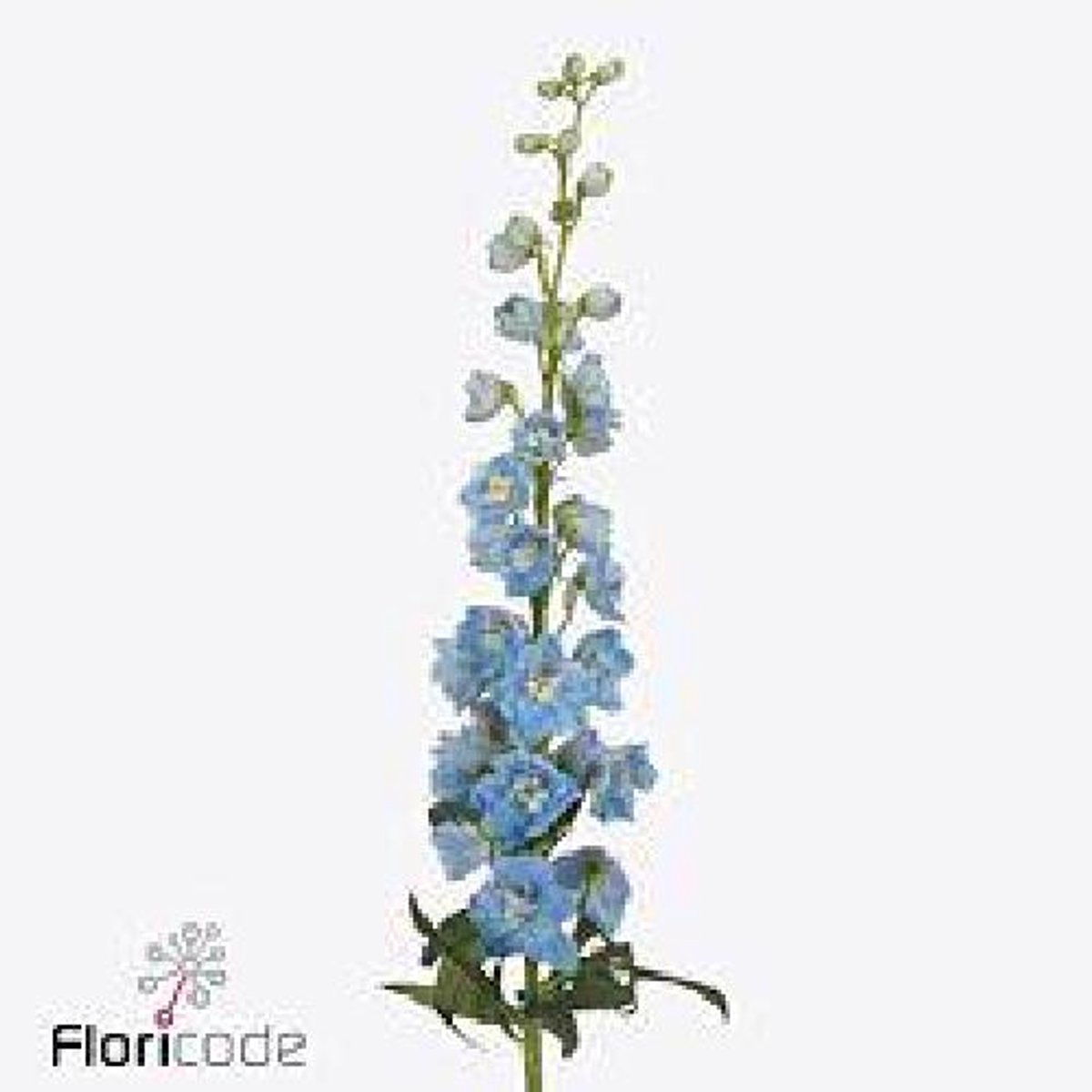 10x Delph.skyblue whitebee 80cm