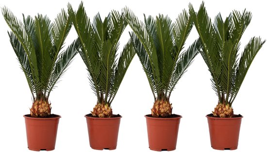 Vier Cycas Revoluta planten in bruine potten, op een witte achtergrond.