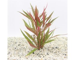 Moerings Alternanthera Rosaefolia | rood papegaaienblad | in bos met loodje Waterplant