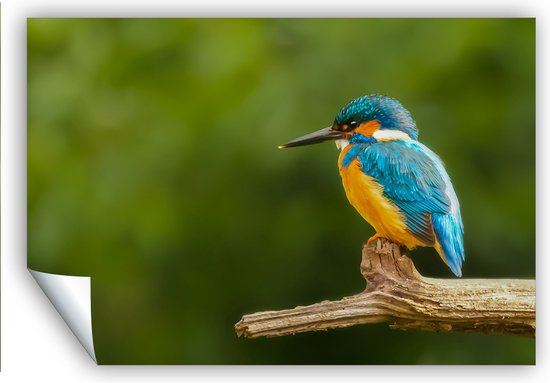 Een ijsvogel met blauwe en oranje veren zit op een tak.