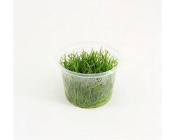 Lileaopsis Brasiliensis - Aquariumplant In Vitro - Aquarium Tapijtplant - Aquarium decoratie - Aquascape - Moerings