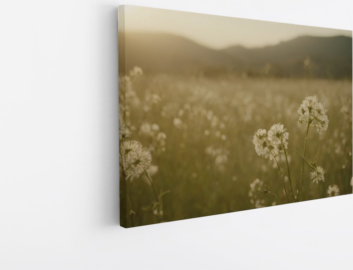 Saammp Canvas Schilderij - Landschap - Wit - Bloemenveld met zonsondergang - Natuur - 100x75 - Foto op canvas - Wanddecoratie - Muurdecoratie Woonkamer - Slaapkamer decoratie - Canvas Print Multicolor
