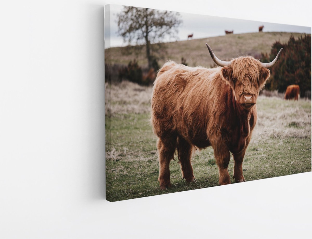 Saammp Canvas Schilderij - Groep Schotse Hooglander Koeien op de hooglanden - Dieren - Natuur - 45x30 - Foto op canvas - Wanddecoratie - muurdecoratie Woonkamer - Slaapkamer decoratie - Canvas Print Multicolor