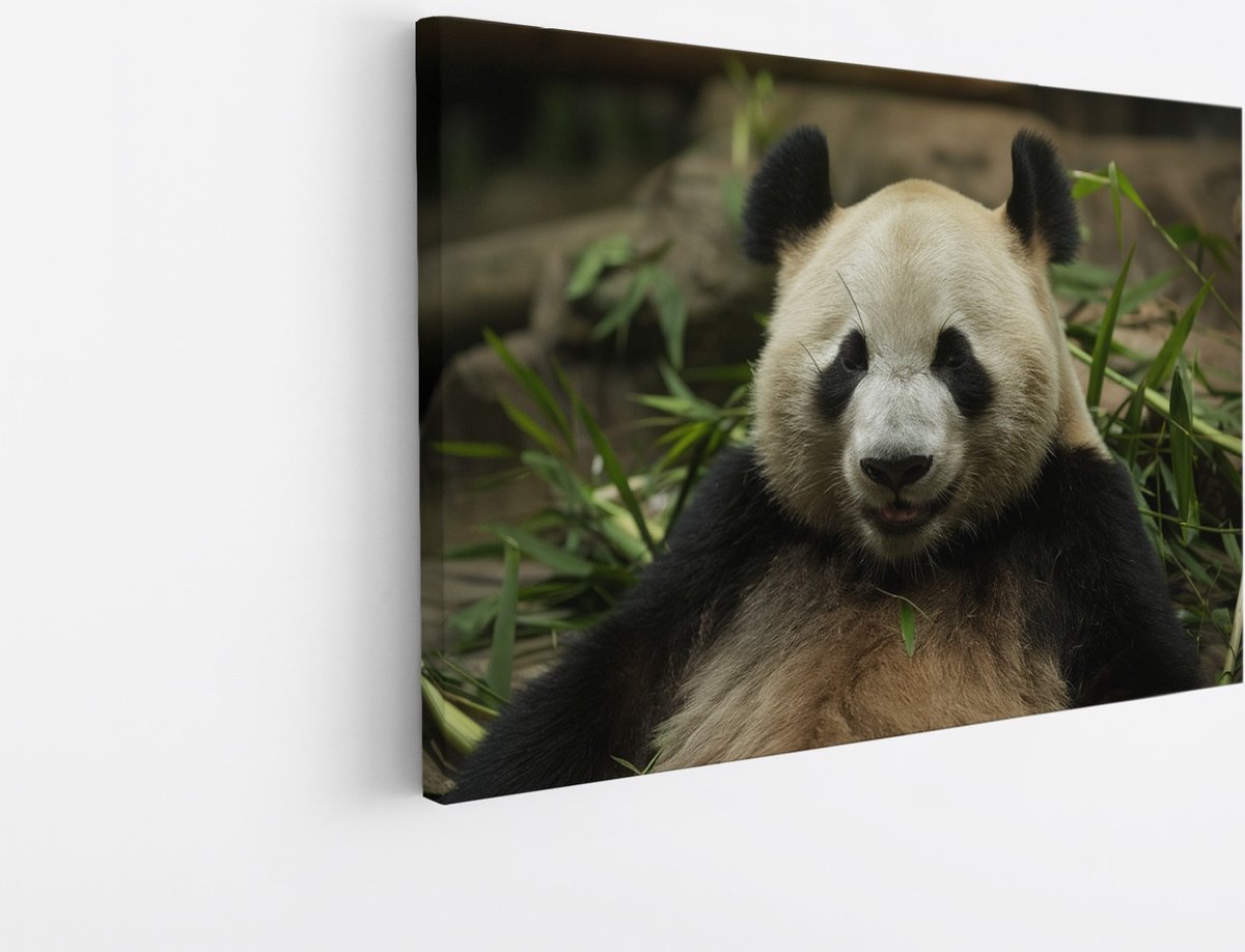 Saammp Canvas Schilderij - Panda tussen het gras - Natuur - Dieren - 150x100 - Foto op canvas - Wanddecoratie - Muurdecoratie Woonkamer - Slaapkamer decoratie - Canvas Print Multicolor
