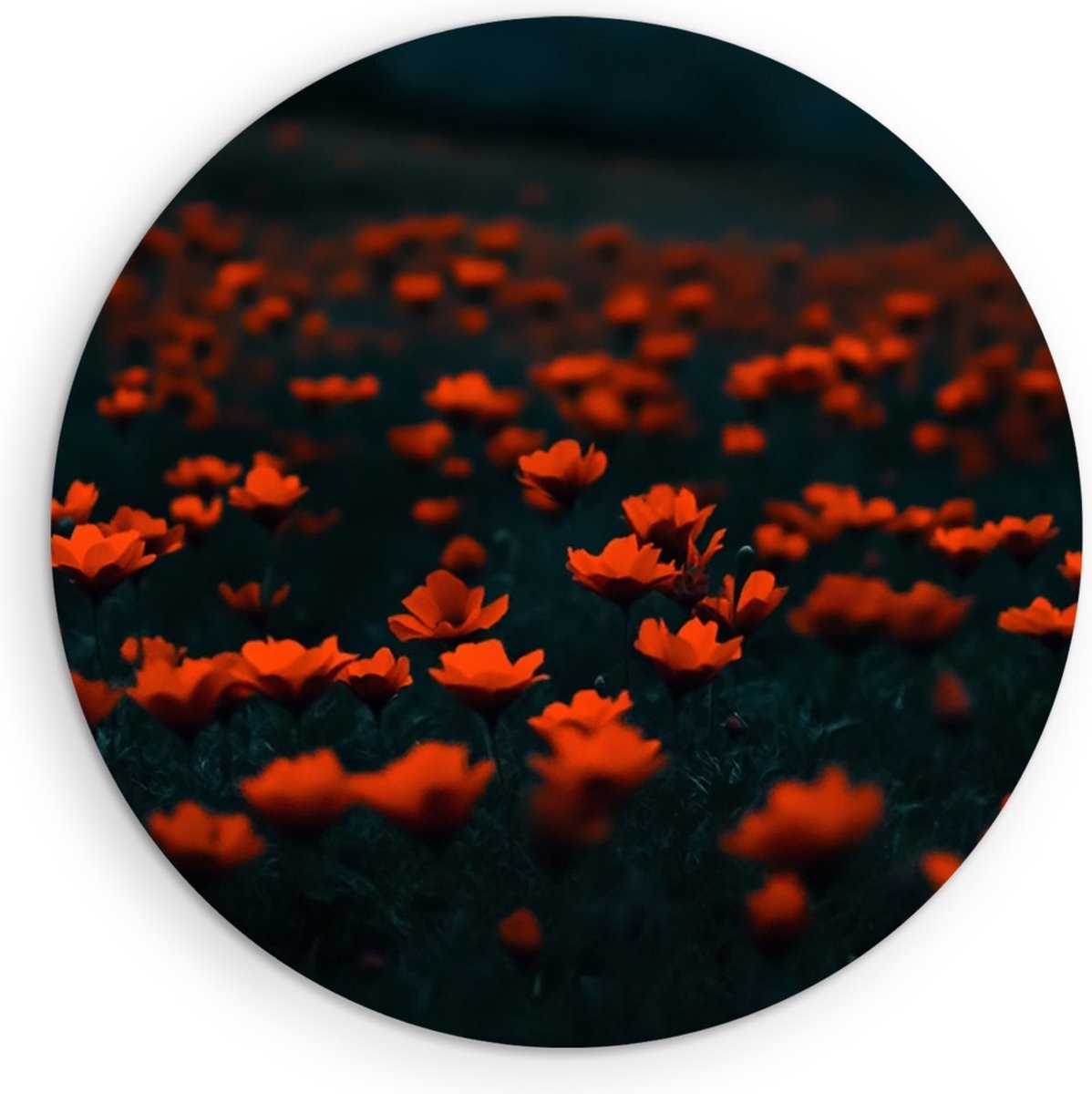 Saammp Forex Muurcirkel - Oranje Bloemenveld - Natuur - Abstract - Kleurrijk - Ø 80 - Wandcirkel - Wanddecoratie Cirkel - Muurdecoratie Woonkamer - Kantoor Decoratie