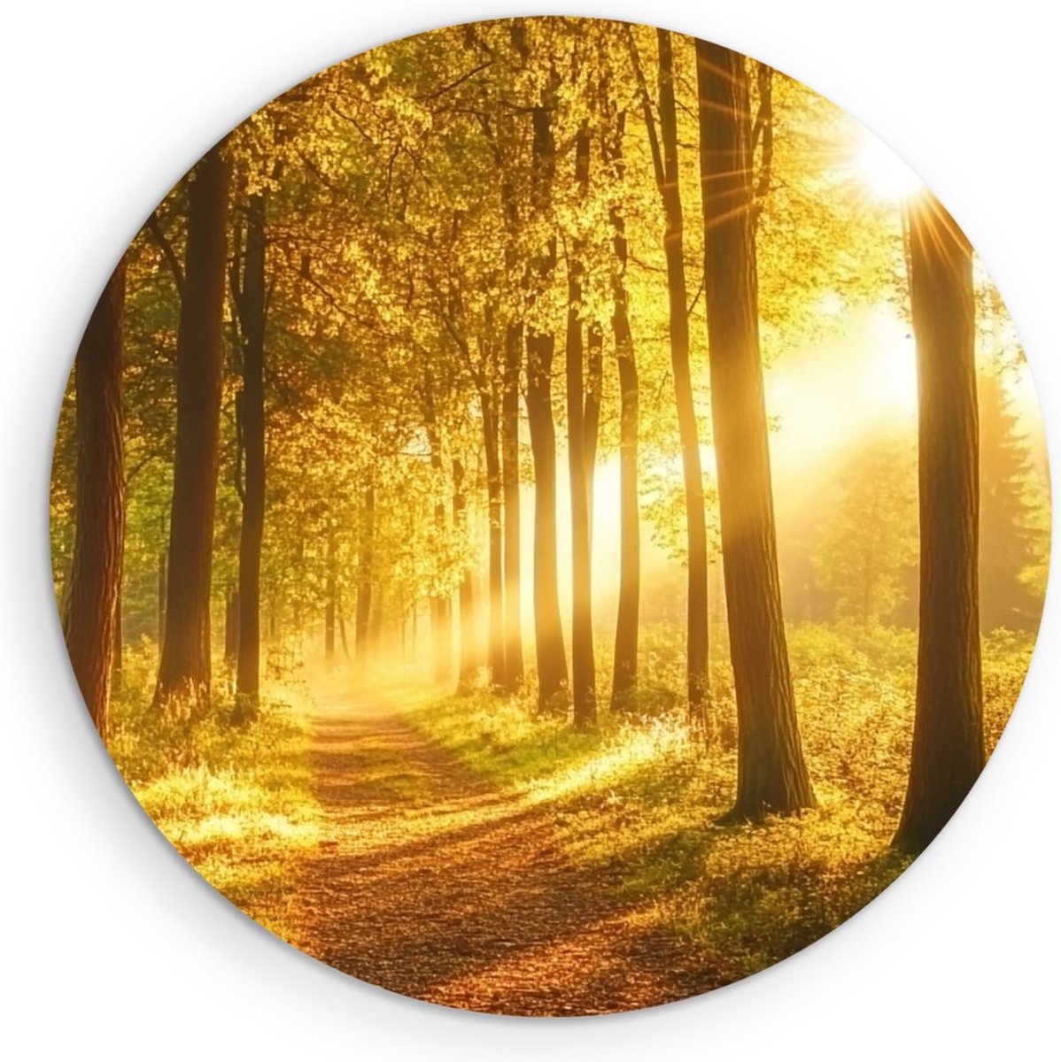 Saammp Forex Muurcirkel - Bos tijdens Goldenhour - Herfst - Natuur - Ø 60 - Wandcirkel - Wanddecoratie Cirkel - Muurdecoratie Woonkamer - Slaapkamer decoratie - Rond Schilderij