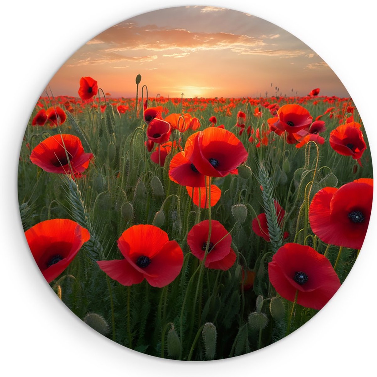 Saammp Forex Muurcirkel - Klaprozenveld- Natuur - Ø 40 - Wandcirkel - Wanddecoratie Cirkel - Muurdecoratie Woonkamer - Slaapkamer decoratie - Rond Schilderij