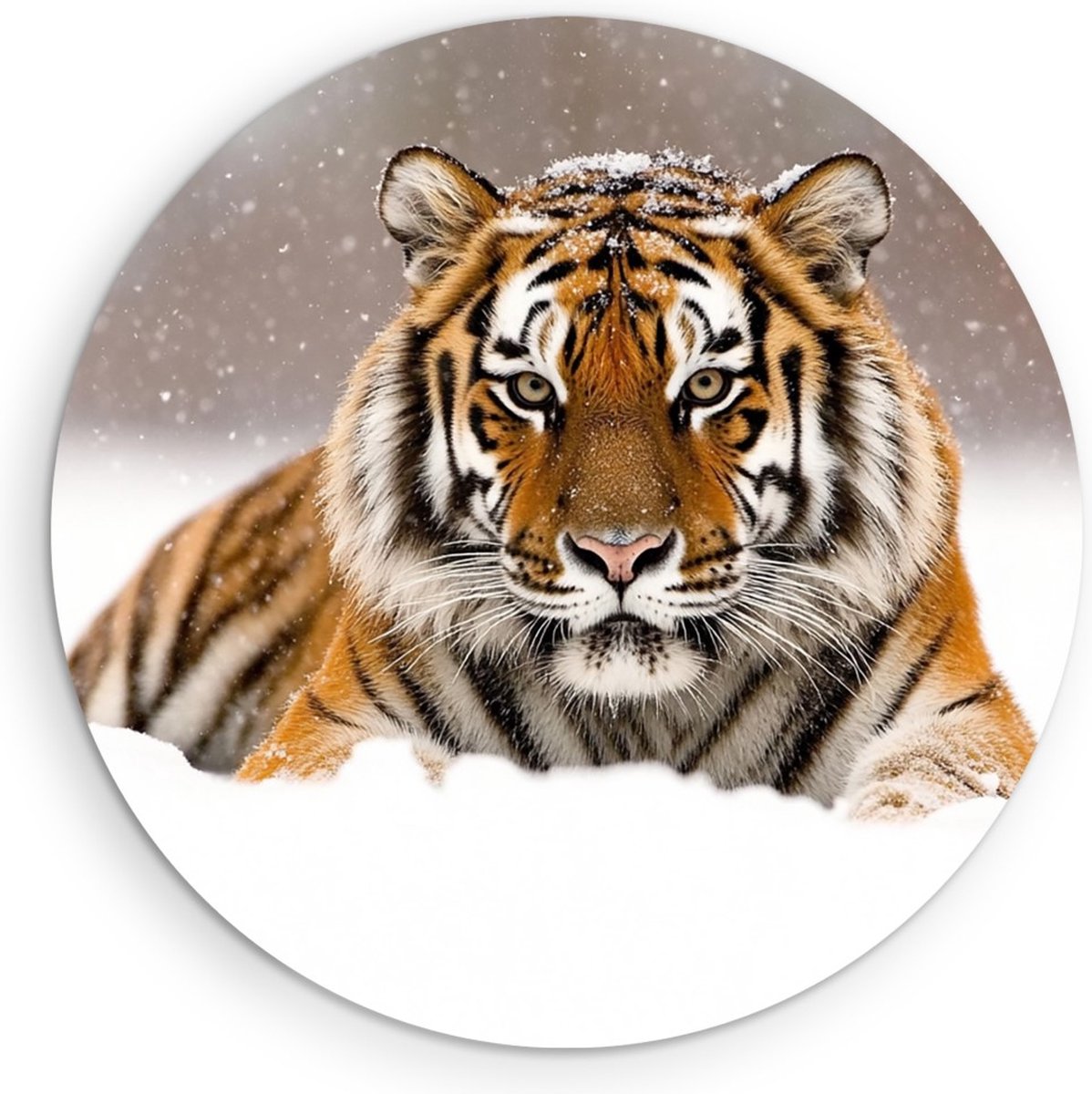 Saammp Muurcirkel Hout - Jonge Tijger in de sneeuw - Natuur - Dieren - Ø 30 - Wandcirkel - Wanddecoratie Cirkel - muurdecoratie Woonkamer - Slaapkamer decoratie - Rond Schilderij