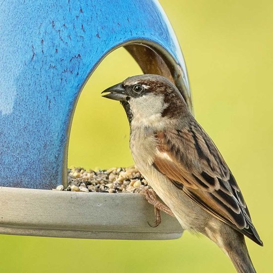 Een mus zit op een blauwe vogelvoeder en eet van het voer.