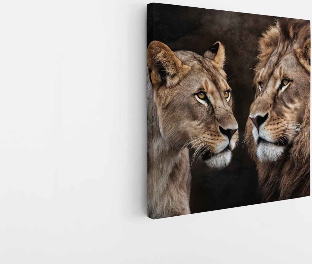 Saammp Canvas Schilderij - Leeuwen koppel - Dieren - Natuur - 60x60 - Foto op canvas - Wanddecoratie - Muurdecoratie Woonkamer - Slaapkamer decoratie - Canvas Print Multicolor