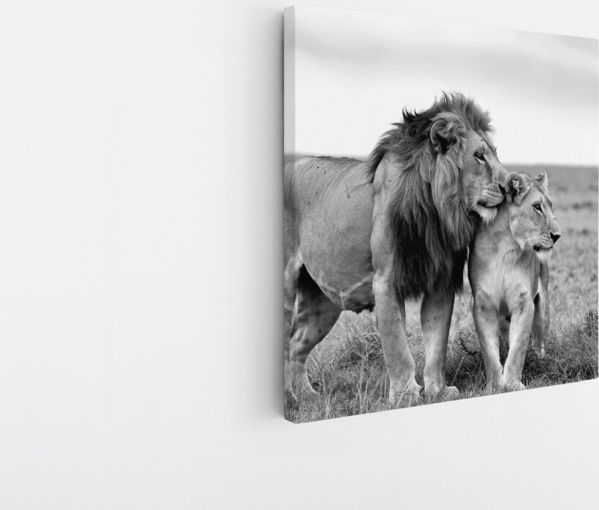 Saammp Canvas Schilderij - Leeuwen Koppel - Serangeti - Afrika - Dieren - Natuur - 60x60 - Foto op canvas - Wanddecoratie - Muurdecoratie Woonkamer - Slaapkamer decoratie - Canvas Print Multicolor
