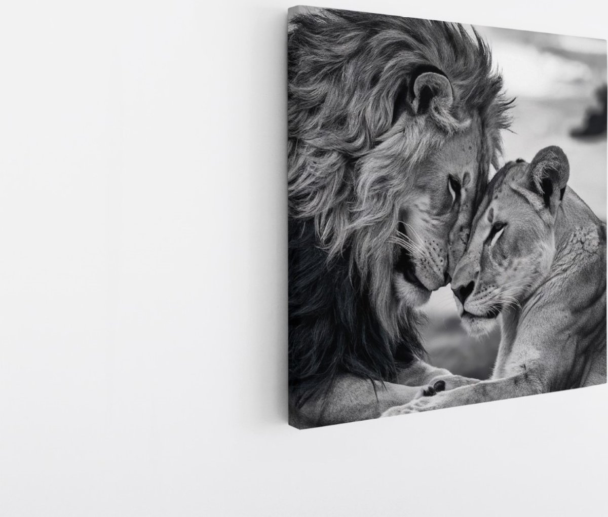 Saammp Canvas Schilderij - 2 Leeuwen - Liefdevol - Natuur - Dieren - 100x100 - Foto op canvas - Wanddecoratie - Muurdecoratie Woonkamer - Slaapkamer decoratie - Canvas Print Multicolor