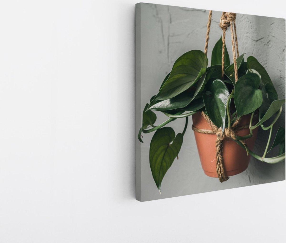 Saammp Canvas Schilderij - Hangplant Hartvormige Bladeren - Natuur - Abstract - 60x60 - Foto op canvas - Wanddecoratie - Muurdecoratie Woonkamer - Kantoor Decoratie Multicolor