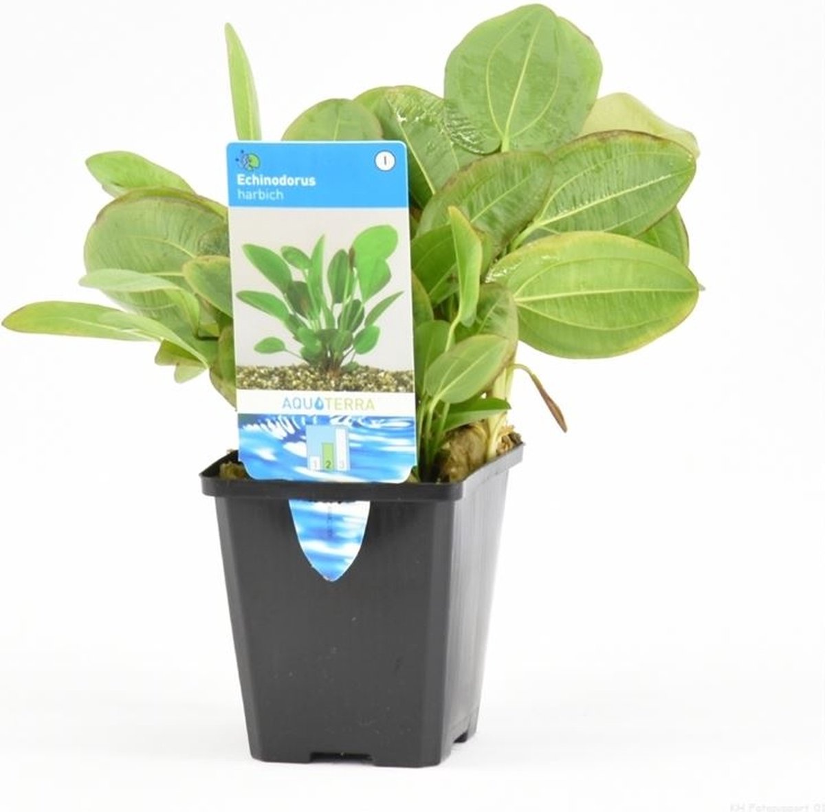 Moerings Echinodorus Harbich in 9CM pot P9 Pot