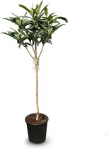 Sunny Tree - Japanse Wolmispel - Eriobotrya japonica - 150 cm - Sierplant voor Tuin en Balkon - Bladhoudende Plant