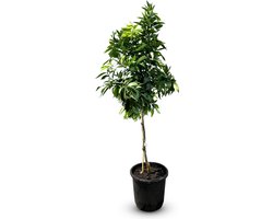 Sunny Tree - Mandarijnboom 150 cm - Citrus Reticulata - 8 Jaar Oud - Citrusboom in 18L Pot - Voor Binnen en Buiten