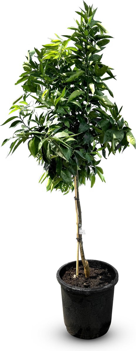 Sunny Tree - Mandarijnboom 150 cm - Citrus Reticulata - 8 Jaar Oud - Citrusboom in 18L Pot - Voor Binnen en Buiten
