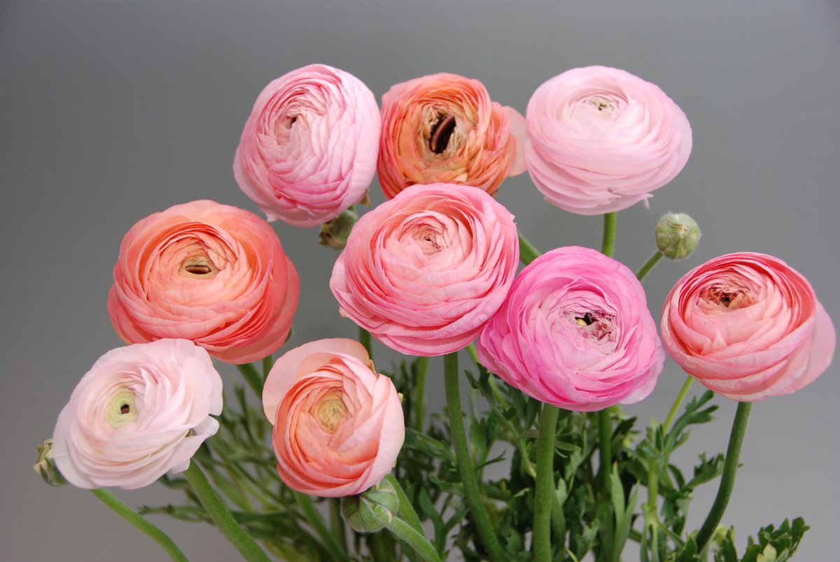 Bulbs by Brenda | Ranunculus Amandine Pastel Mix | 10 stuks | ranonkels