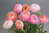 Bulbs by Brenda | Ranunculus Amandine Pastel Mix | 10 stuks | ranonkels