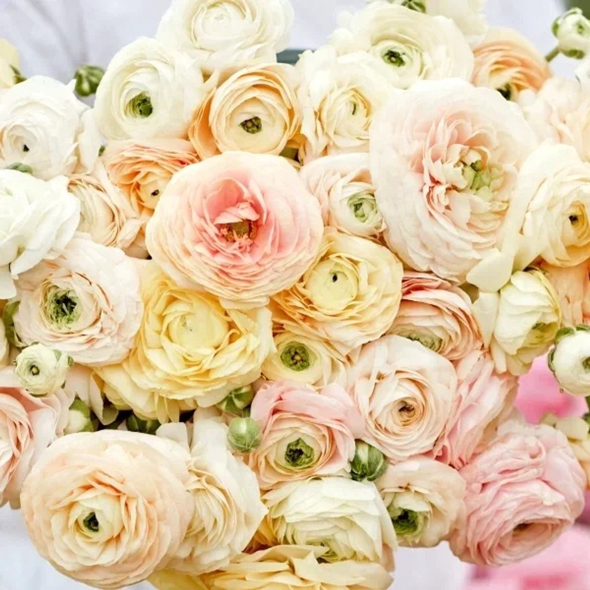 Bulbs by Brenda | Ranunculus Autres Pastel Wedding | 10 stuks | ranonkels