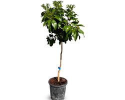 Sunny Tree - Grapefruitboom 150 cm - Citrus Paradisi - 8 Jaar Oud - Fruitboom in 18L Pot - Voor Binnen en Buiten