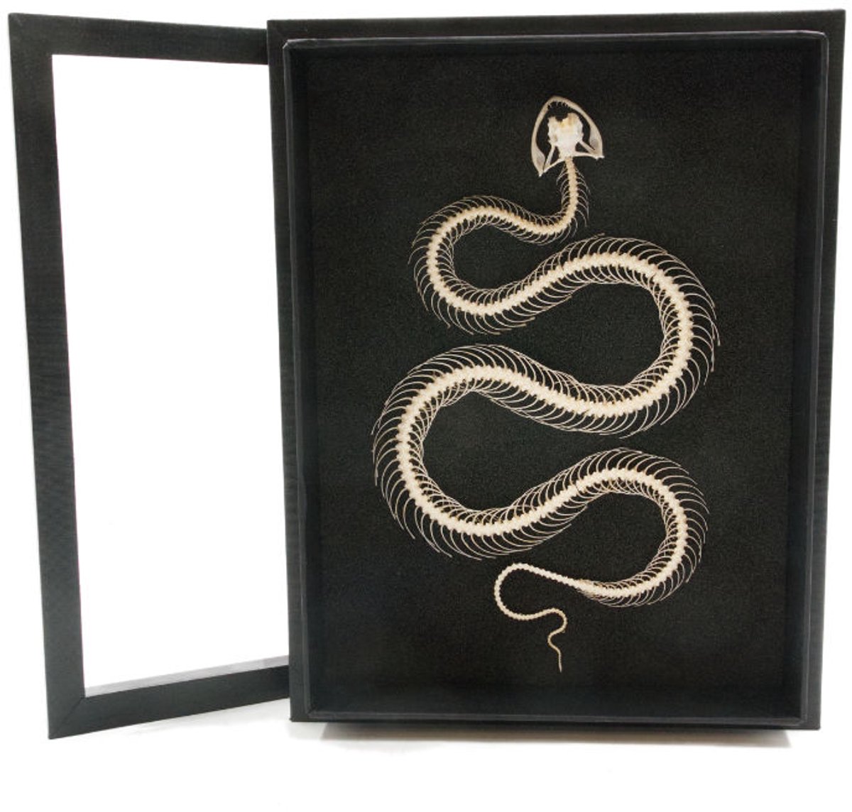 Slangenskelet in elegante box (23 x 30 cm) - Skelet slang in grote zwarte lijst