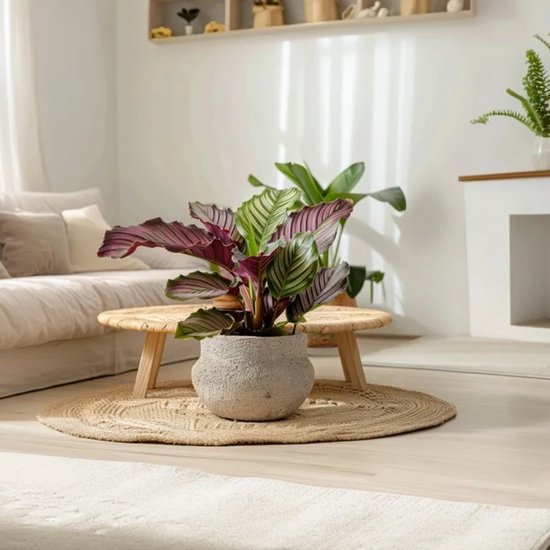 Calathea Fusion White in een grijze pot op een salontafel, met groene, witte en paarse bladeren.