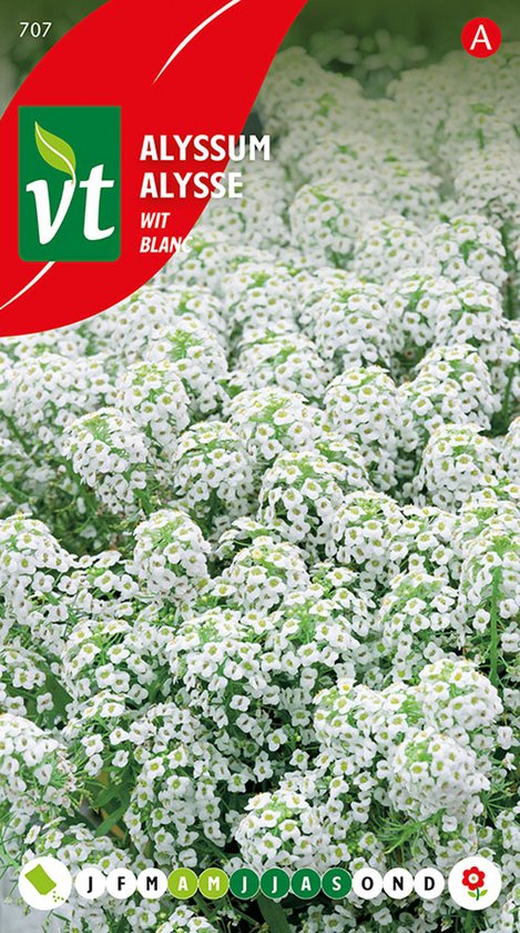 Alyssum Sneeuwtapijt - Bodembedekker met witte bloemen, bloeit hele zomer