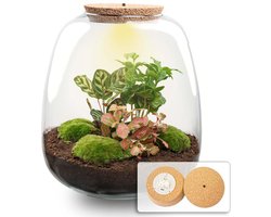 Emma - Coffea Red - Planten Terrarium met licht - DIY kit - Ecosysteem plant - Ø 23 cm ↑ 25 cm