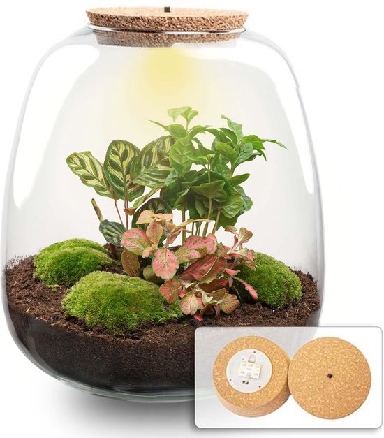 KOUHA Reptielen, terrariumbox, voederbox, acryl, terrarium met pincet