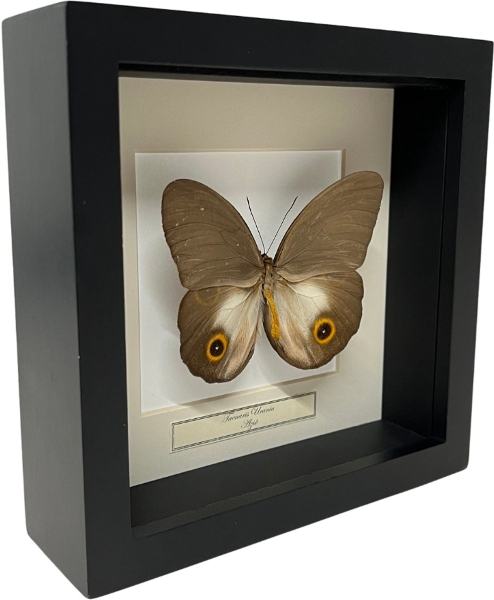 Opgezette vlinder in zwarte lijst 16x16cm - Taenaris Urania