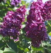 1 x Syringa vulg. 'Charles Joly' - Gewone Sering ,Vaak Ook Verkeerdelijk Jasmijn Genoemd 50- 60 cm in pot