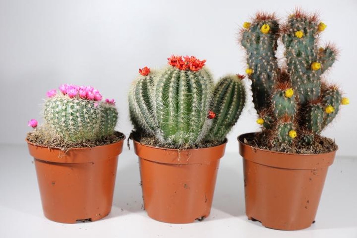 Succulux Cactussenmix met Bloemetjes – Set van 3 – Potmaat 5,5