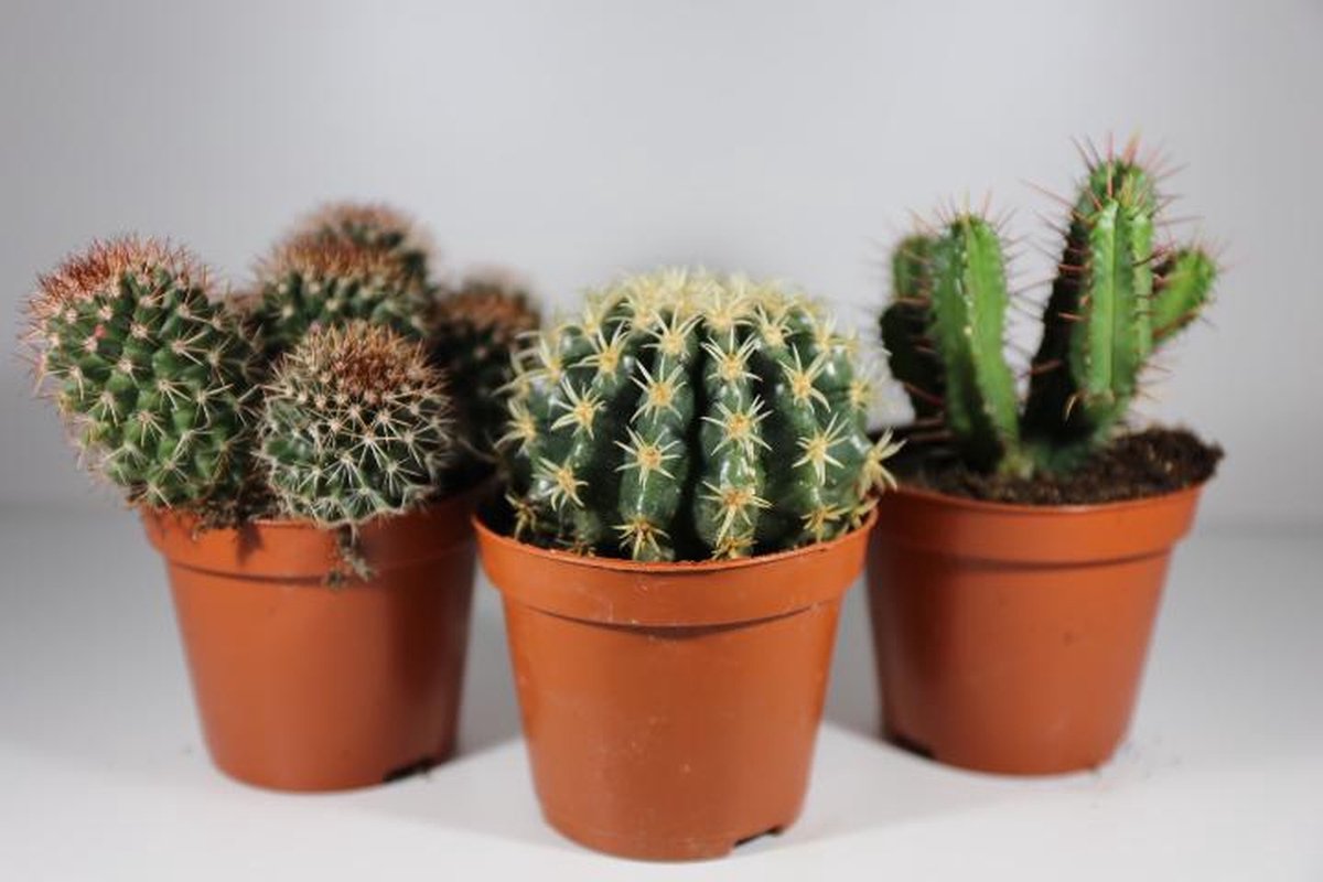 Succulux Cactussen & Succulentenmix – Set van 10 – Potmaat 5,5 cm