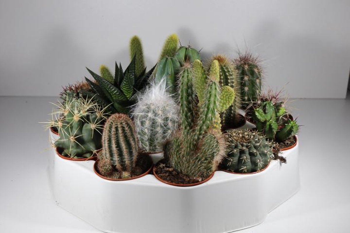 Succulux Cactussenmix – Set van 19 – Potmaat 5,5 cm
