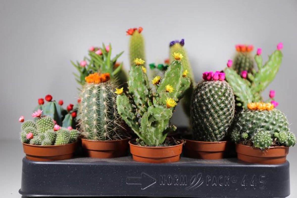 Succulux Cactussenmix met Bloemetjes – Set van 10 – Potmaat 5,5 cm