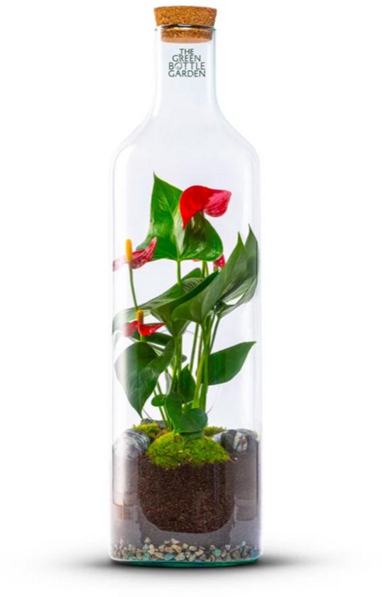 The Green Bottle Garden - Bottle Anthurium L - Terrarium - Flessentuin - Anthurium in glas - kant en klaar-