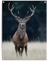 Reinders Tuinposter Hert - 80x60cm - Canvas - REINDERS
