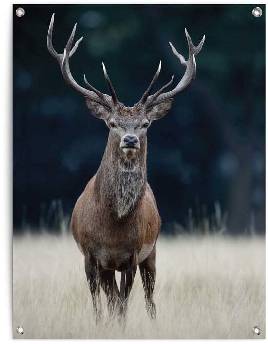 Tuinposter Hert - 80x60cm - Canvas - REINDERS