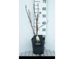 Syringa vulg. 'Primrose' ('sterntaler/y. wonder') - Sering 50- 60 cm in pot