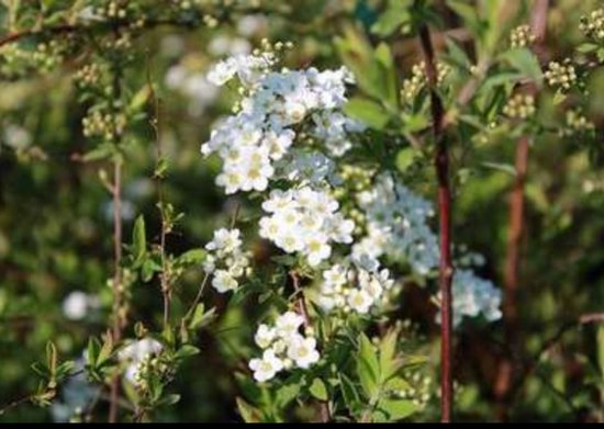 Floraisons blanches avec des touches jaunes sur une branche, avec un feuillage vert.