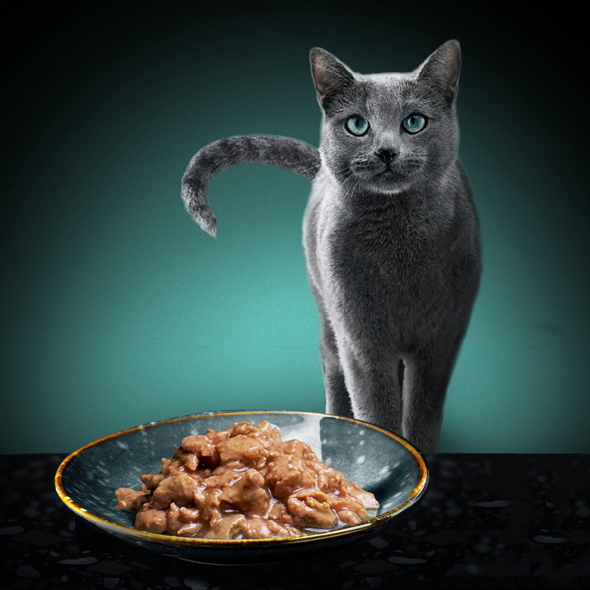 SHEBA Kattenvoer – 72 schalen (6 verpakkingen à 12 x 85 g) – natvoer voor katten van terrine – witte vis/tonijn/zalm/kabeljauw – volledige voeding en evenwichtige voeding met natuurlijke ingrediënten