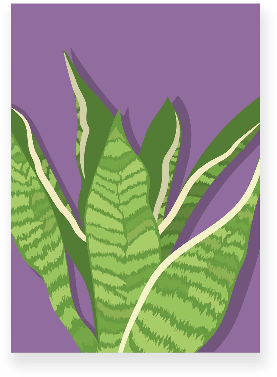 Yisual Poster 20x30 cm - Sansevieria - Planten - Groen - Paars - Botanisch - Minimalistisch - Muurdecoratie - Wanddecoratie
